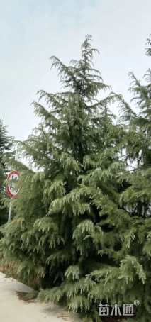 高度150厘米雪松
