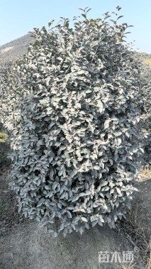 高度150厘米茶梅