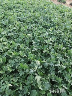 高度10厘米地被菊