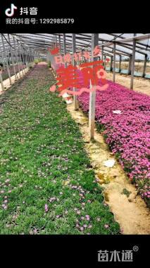 高度5厘米欧石竹