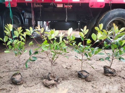 0.1公分红叶石楠