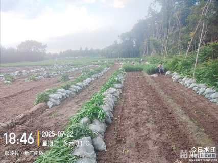 高度50厘米夹竹桃