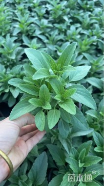 高度20厘米鼠尾草