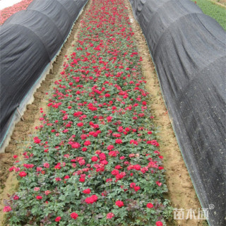 高度40厘米地被月季