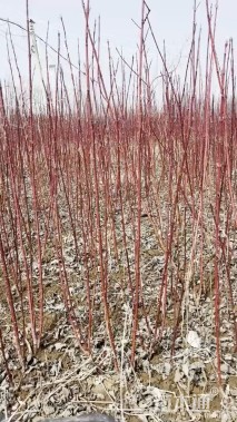 高度120厘米红瑞木