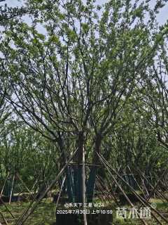 18公分(5杆)丛生朴树