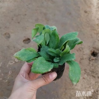 高度15厘米黑心金光菊