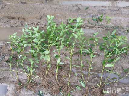 高度80厘米连翘