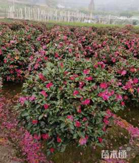 冠幅180厘米茶梅球