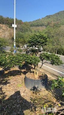 高度150厘米茶花