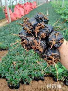 高度10厘米玉龙草