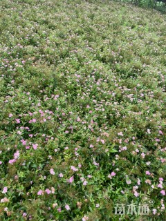 高度40厘米粉花绣线菊