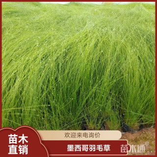 高度50厘米墨西哥羽毛草