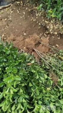 高度40厘米大叶黄杨