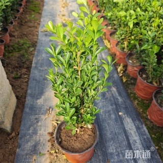 高度52厘米瓜子黄杨