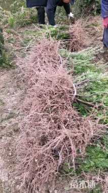 高度30厘米曼地亚红豆杉