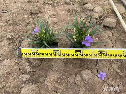 高度10厘米翠芦莉