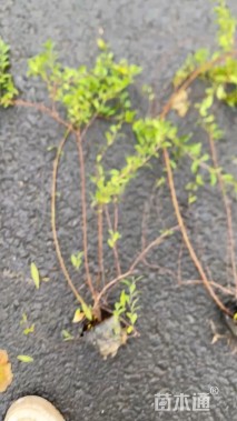 高度50厘米喷雪花