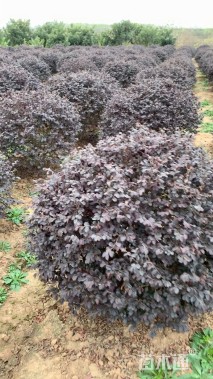 冠幅100厘米红花继木球