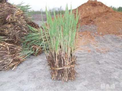 挺水植物-->芦苇