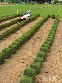 草块状马尼拉草