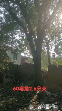 60公分皂荚