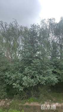 高度200厘米云杉