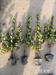 高度30厘米夏鹃