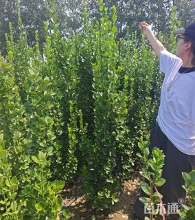 高度120厘米北海道黄杨