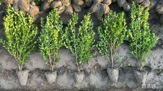 高度50厘米瓜子黄杨