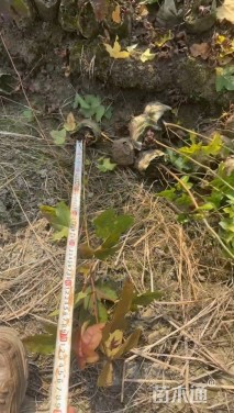 高度50厘米油茶