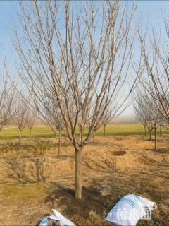 12公分日本晚樱