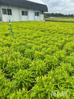 高度35厘米狗尾红