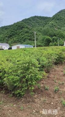 高度130厘米映山红