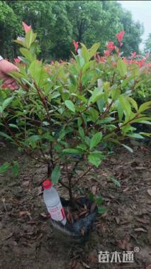 2公分红叶石楠