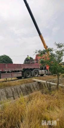 12公分高杆红叶石楠