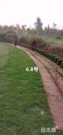 草块状马尼拉草