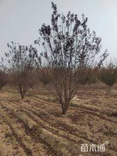 高度400厘米丛生紫叶李