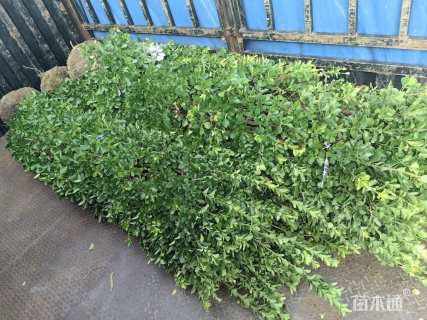 高度120厘米大叶黄杨柱