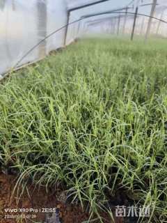 高度30厘米芦苇