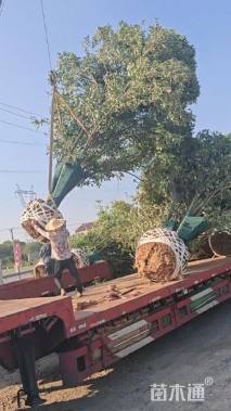 高度200厘米丛生紫薇