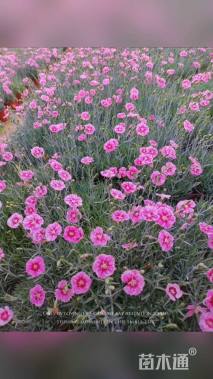 高度15厘米须苞石竹