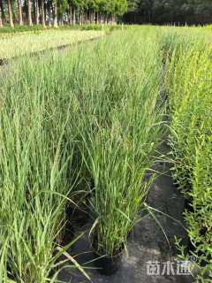 高度60厘米柳枝稷