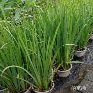 高度30厘米黄菖蒲