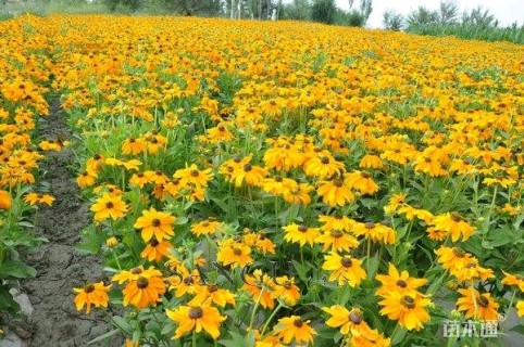 高度10厘米黑心菊