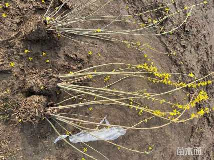 高度120厘米连翘