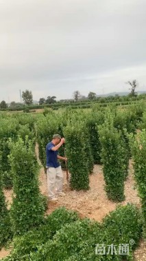 高度120厘米大叶黄杨柱