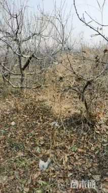 56789公分苹果树