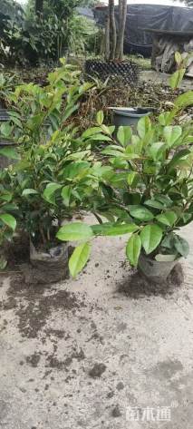 高度40厘米蚊母