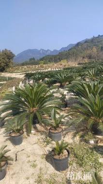 裸干高15厘米铁树